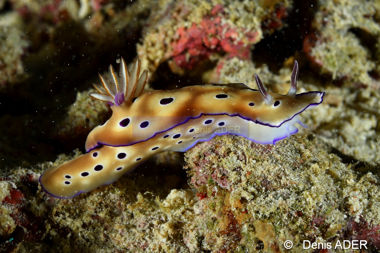 Ceratosomicola mammilata Copepode parasite de Hypselodoris tryoni-Pasar wajo Mandarin city-3m-20180602nuit-Denis-ADER-DSC_3552_tn.jpg